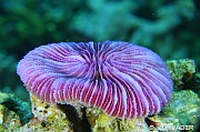 Fungia fungites fungia rond dentele dent de scie-Tomia Mari Mabuk-7m-20180525-Denis-ADER-DSC_0526_tn